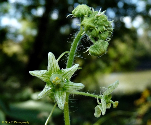 {Sicyos angulatus}